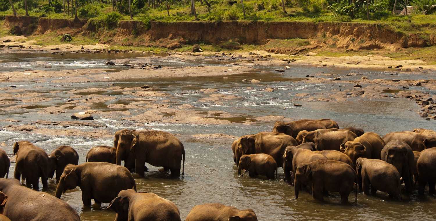 Udawalawe National Park Bernard Tours Pvt Ltd