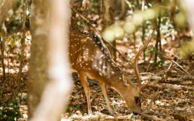 Wasgamuwa National Park