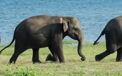 Wild Life Safari