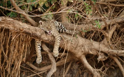 Wilpattu National Park