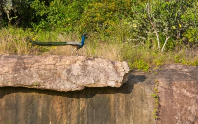 Ridiyagama Safari Park