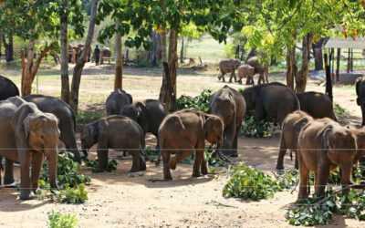 Udawalawe Elephant Transit Home