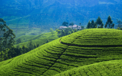 Lush Green Hill Country: Guide to Tea Plantation Tours in Nuwara Eliya